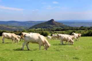 Francie Burgundsko 2026 pasoucí se krávy