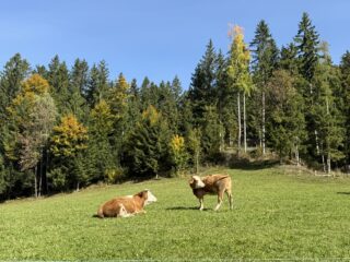 pasoucí se krávy dovolená na kole 2026 Slovinsko Dobrna termály